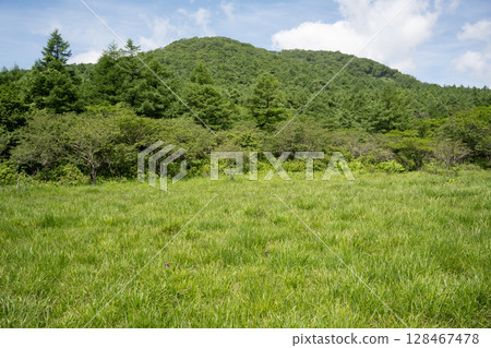 Scenery of the Numappara Marsh in Nasu Highlands Scenery of the Numappara Marsh in Nasu Highlands 128467478