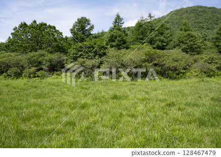 Scenery of the Numappara Marsh in Nasu Highlands 128467479