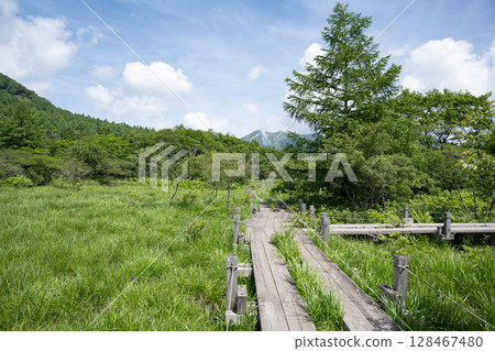 Nasu Highlands Numappara Marshland Boardwalk Scenery 128467480