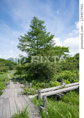 Nasu Highlands Numappara Marshland Boardwalk Scenery 128467482