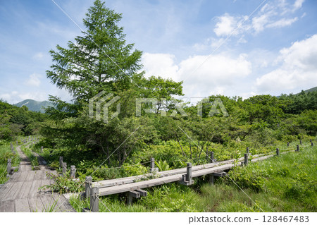 Nasu Highlands Numappara Marshland Boardwalk Scenery 128467483