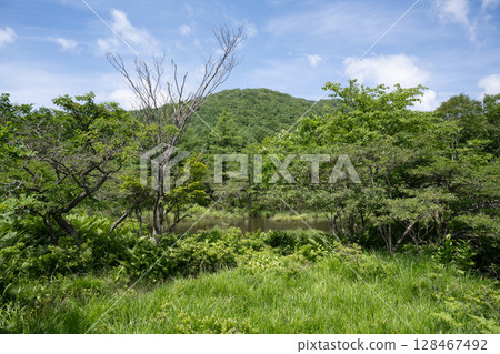 那須高原沼原濕地的風景 128467492