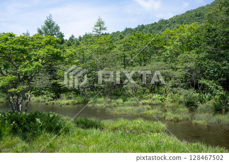 Scenery of the Numappara Marsh in Nasu Highlands 128467502