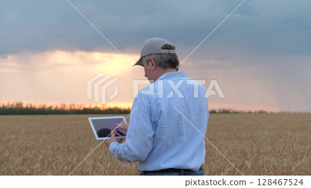 agriculture, wheat field, golden wheat farm field sunset, farmer working digital tablet sunset wheat, man field, businessman digital tablet hands sunset, bread golden ears 128467524