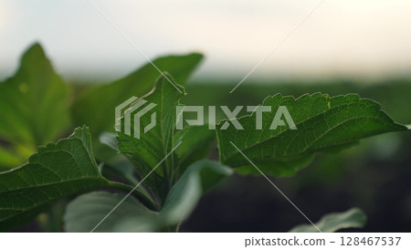 Agriculture, Dewy Morning Plant, Nature perspective, Beautiful leaf veins, Growth season, Soft sunlight, Picturesque green, Morning energy, Organic life, Delicate plant, Earth s wonders, Sustainable 128467537