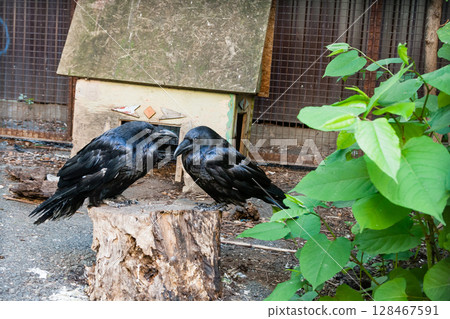 Beautiful black crows sit on a stump Beautiful black crows sit on a stump 128467591