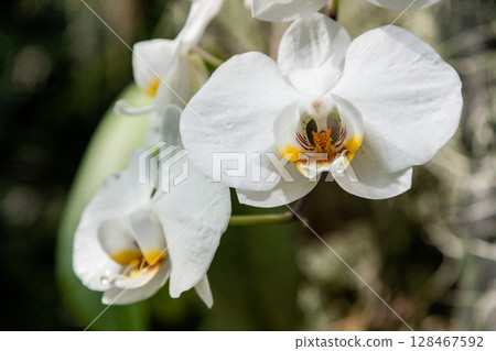 Flowering orchids in the botanical garden Flowering orchids in the botanical garden 128467592
