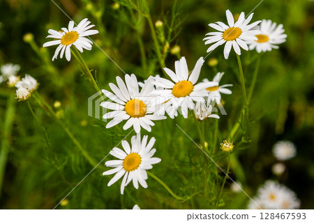 White daisies bloom against the background of green grass 128467593