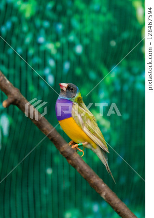 Beautiful birds Guldova Amadina (Erythrura gouldiae) sitting on a branch Beautiful birds Guldova Amadina (Erythrura gouldiae) sitting on a branch 128467594