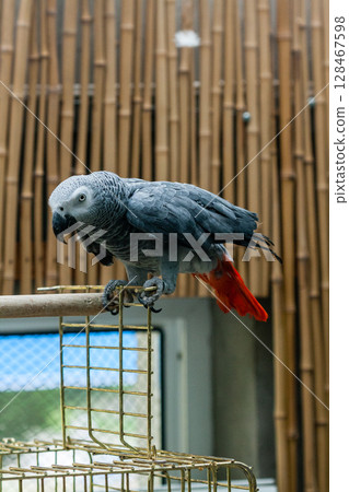 Parrot Jaco sits on a cage Parrot Jaco sits on a cage 128467598
