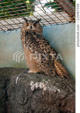 Beautiful owl Beautiful owl 128467599