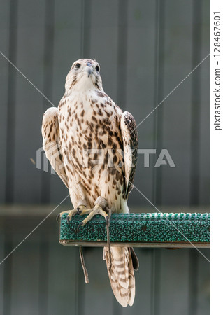 Beautiful falcon Beautiful falcon 128467601