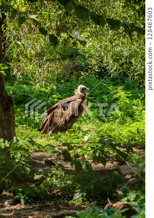 Griffins in green grass closeup Griffins in green grass closeup 128467603