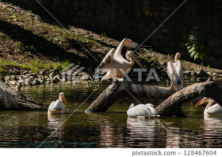 Pelican sits on a log and is heated in the sun Pelican sits on a log and is heated in the sun 128467604