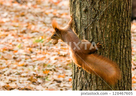Quick Squirrel in the search for nuts 128467605