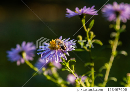 Field flowers on which insects and bees sit close up 128467606
