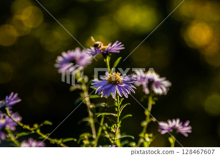 Field flowers on which insects and bees sit close up Field flowers on which insects and bees sit close up 128467607