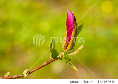 Macro Magnolia bud covered with drops Macro Magnolia bud covered with drops 128467610