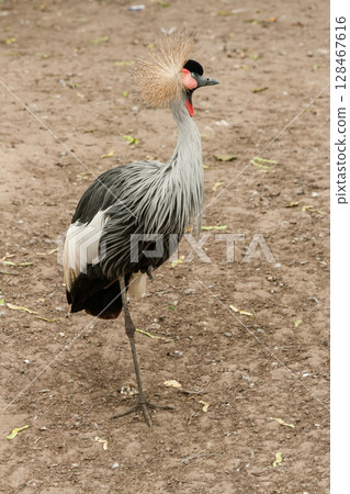 Gray Crowned Crane close-up 128467616