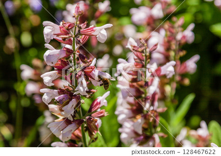 Beautiful flowers on which the bee sits Beautiful flowers on which the bee sits 128467622