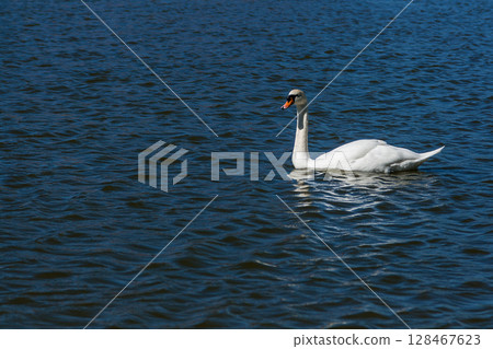 Beautiful swan floats on the lake Beautiful swan floats on the lake 128467623