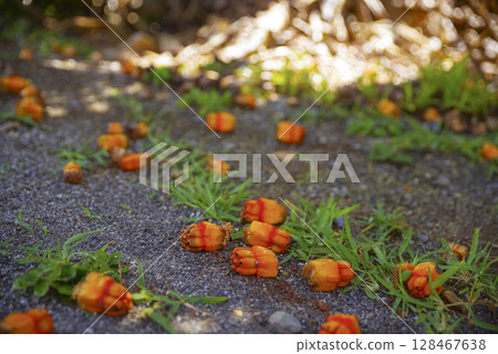 Pandanus fruits growing on the shores of a tropical country Pandanus fruits growing on the shores of a tropical country 128467638