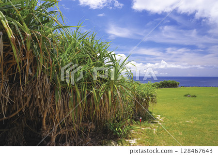Pandanus leaves growing on a tropical beach Pandanus leaves growing on a tropical beach 128467643
