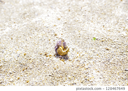 一隻可愛的寄居蟹在沙灘上散步 128467649