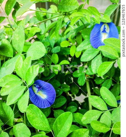 Butterfly pea at Tsukuba Botanical Garden Butterfly pea at Tsukuba Botanical Garden 128467655