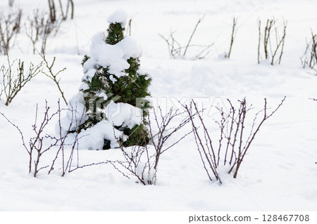 Green tree in the snow in sunny weather Green tree in the snow in sunny weather 128467708