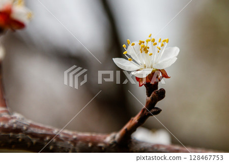 beautifully flowering cherry branches on which the bees sit beautifully flowering cherry branches on which the bees sit 128467753