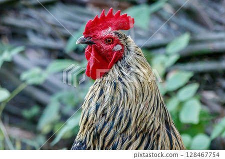 beautiful cock on grass background beautiful cock on grass background 128467754