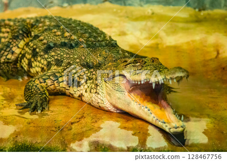 crocodile with open mouth with large teeth crocodile with open mouth with large teeth 128467756