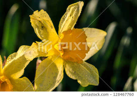 beautiful summer Trumpet daffodils 128467760
