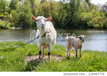 a green glade on the bank of the river, but which graze goats 128467770