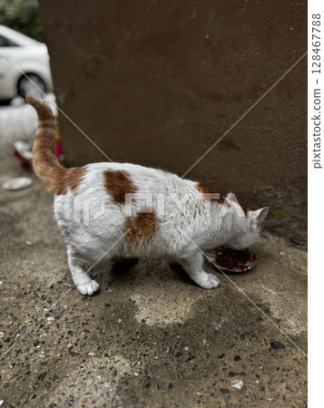 street cat walks through the evening city. High quality photo street cat walks through the evening city. High quality photo 128467788