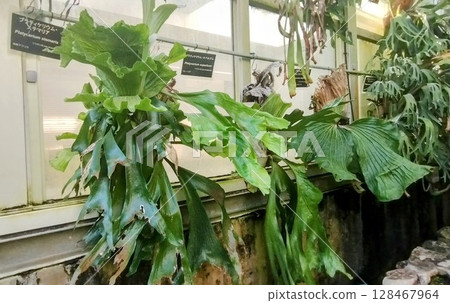 筑波實驗植物園 筑波實驗植物園 128467964