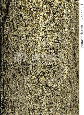 Vector illustration of Japanese pagoda tree bark detail. Latin name is Styphnolobium japonicum, Sophora japonica. Close-up Vector illustration of Japanese pagoda tree bark detail. Latin name is Styphnolobium japonicum, Sophora japonica. Close-up 128468021