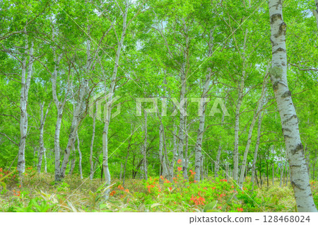 Fresh greenery of the white birch forest [Yachiho Plateau] 128468024