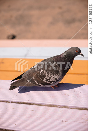 Pigeon walks on colorful wooden surface during sunny daytime in urban environment 128468138