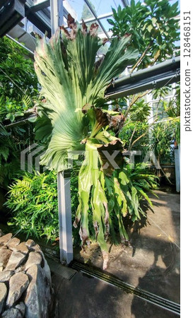 筑波植物園的鹿角菜 筑波植物園的鹿角菜 128468151