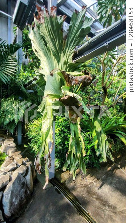 筑波植物園的鹿角菜 筑波植物園的鹿角菜 128468153
