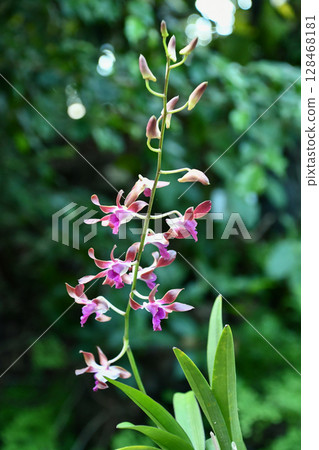 Dendrobium 'Milo' Dendrobium 'Milo' 128468181