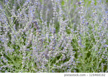 Russian sage Russian sage 128468182
