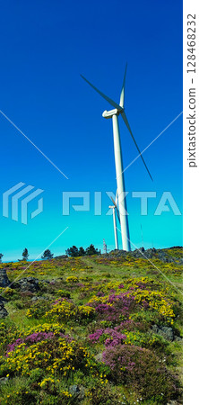 Wind turbine and flowers close-up under clear blue sky in Portugal. Wind turbine on a flowering field - concept of clean wind energy, sustainable consumption, ecotourism shot Wind turbine and flowers close-up under clear blue sky in Portugal. Wind turbine on a flowering field - concept of clean wind energy, sustainable consumption, ecotourism shot 128468232