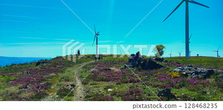Wind turbine and flowers close-up under clear blue sky in Portugal. Wind turbine on a flowering field - concept of clean wind energy, sustainable consumption, ecotourism shot 128468235