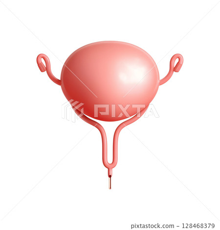 3d anatomical urinary bladder with urethra and ureters, urology medical illustration isolated 128468379