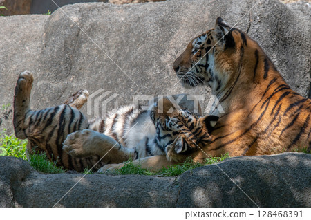 Parent and child of a tiger 128468391