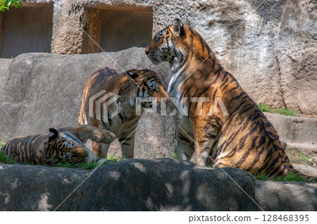 Parent and child of a tiger Parent and child of a tiger 128468395