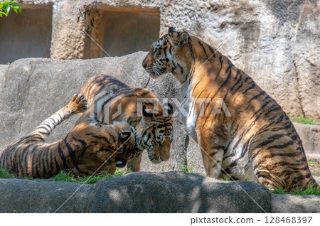 老虎的父母和孩子 老虎的父母和孩子 128468397